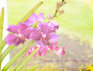 Magenta-Orchid-KK-Texture