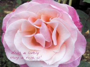 Rose-for-Pink-Sample