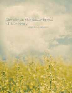 Kim's-Canola-plus-a-santa-Fe-Sky-copy