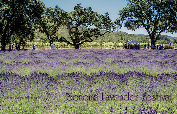 Lavendar-Festival-1-copy