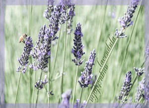 Lavendula-Augustifolia-copy