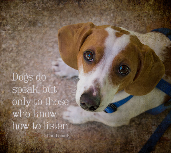 Dogs-Do-Speak-Pismo-copy