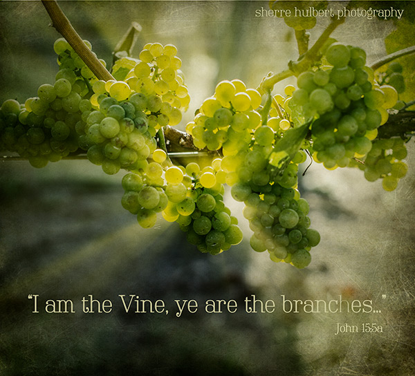 Grapes-end-of-July-copy