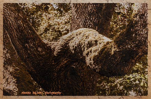 Oak-Tree-Close-Up-Lower-Res
