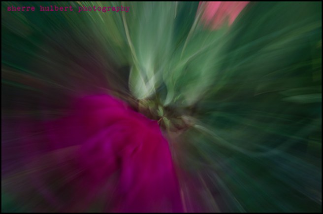 Rose-Twisted-version-copy