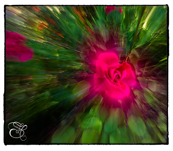 Rose-with-a-different-pov-copy