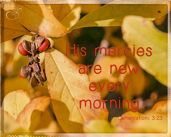 His-Mercies-copy