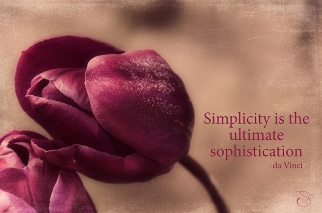 Tulip-with-frost-copy