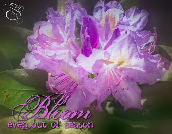 Fall-Blooming-Rhodie-2014-copy