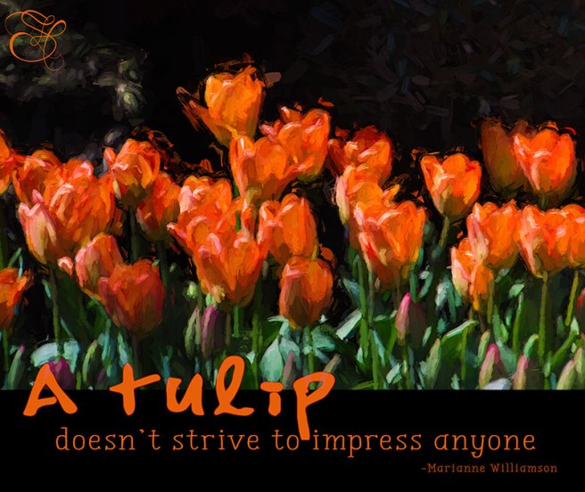 Orange-Tulips-Skagit-Valley-copy