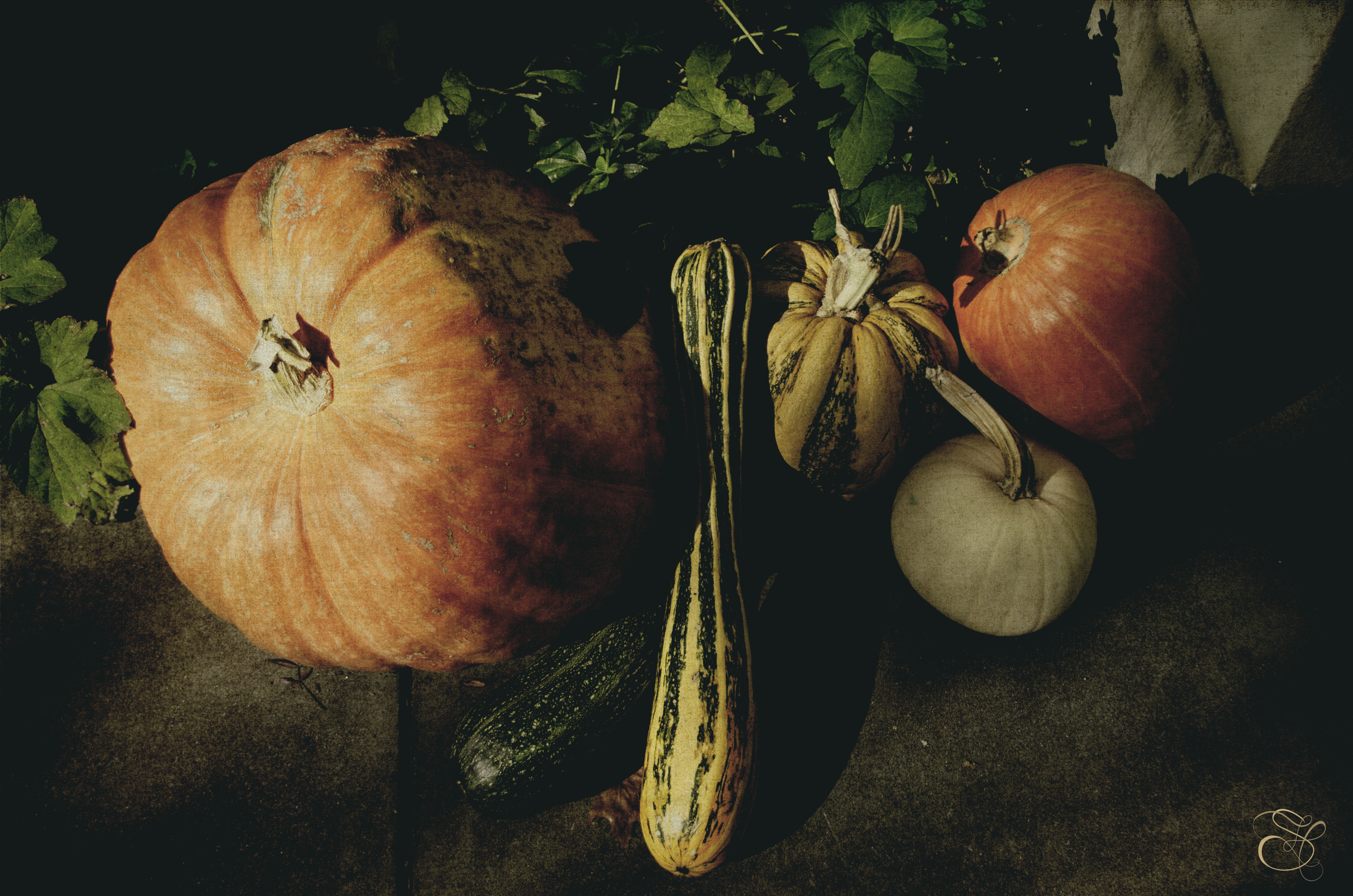 Pumpkins in Healdsburg copy.jpg