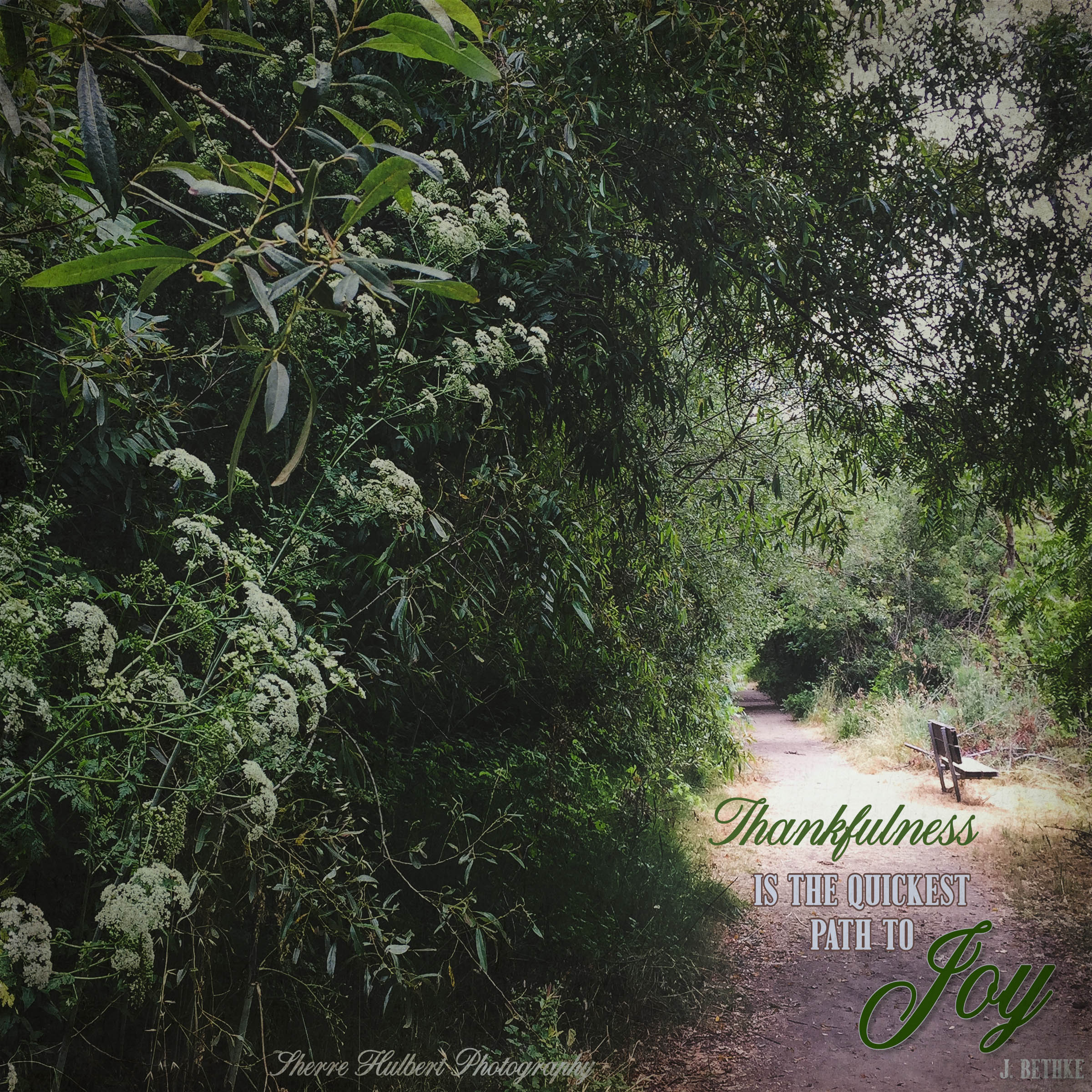 Daily Graces #242 copy.jpg