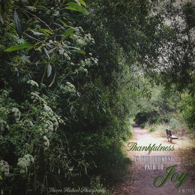 Daily Graces #242 copy.jpg